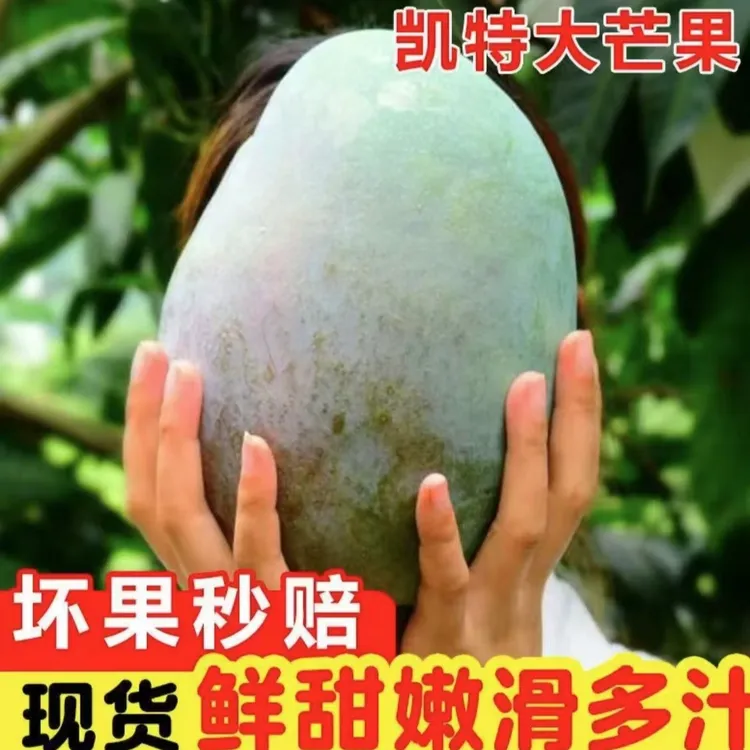 【放软再吃】四川攀枝花凯特芒果当季新鲜水果产地直供高山老树