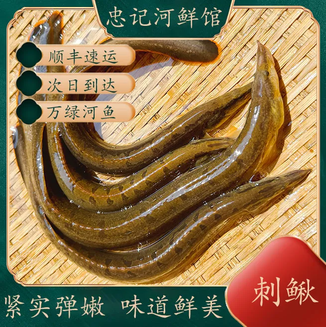正宗刺鳅中华刺鳅新鲜现杀刀鳅溪流鱼正宗钢鳅观赏鳅火鳗