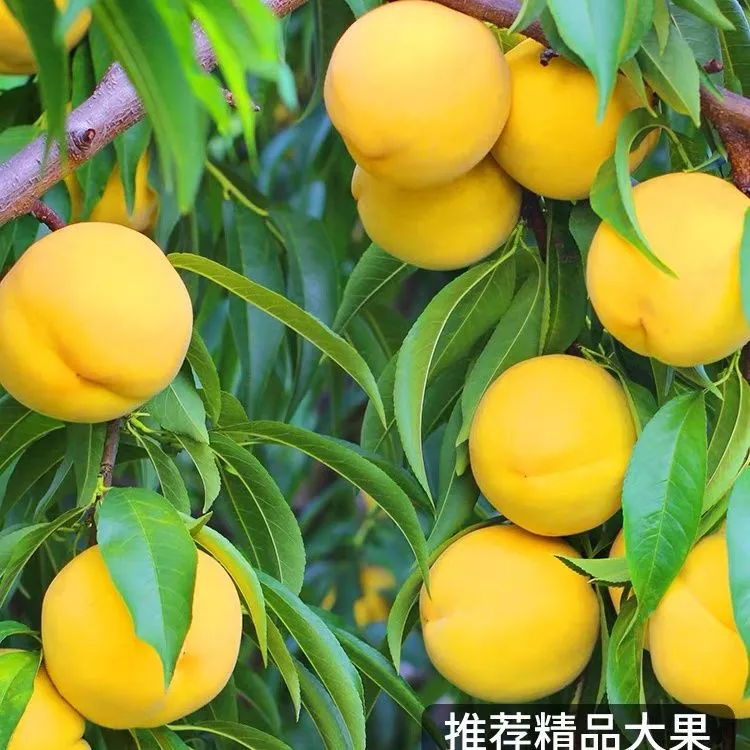 贵州特产三穗黄桃果园现摘现发新鲜包邮到家应季水果果园现摘现发