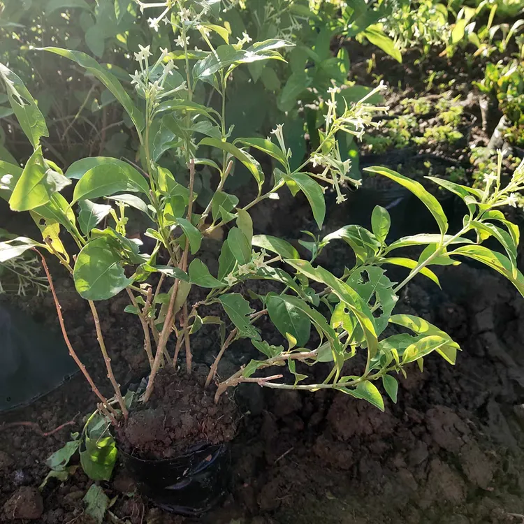 绿植花园夜来香盆栽室内外1盆栽3株大苗 驱除蚊虫净化空气