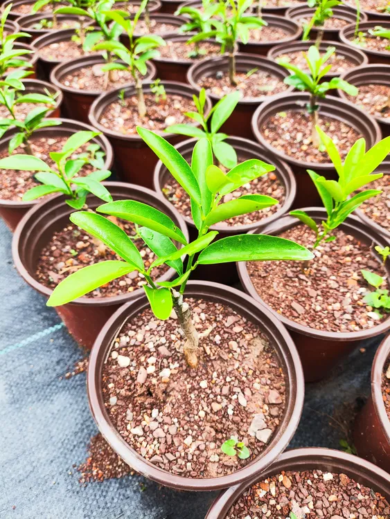 江西帝王豆绿植(人工培育小苗)