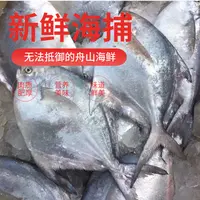 舟山纯野生银鲳鱼 新鲜白鲳鱼东海捕捞中大号4-5条/斤 顺丰次日达