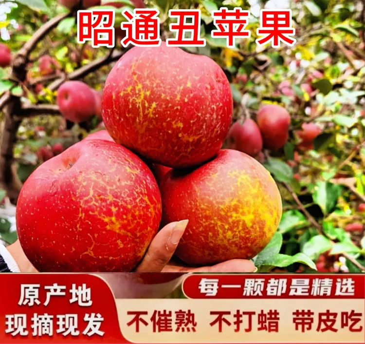 当季新鲜云南昭通糖心丑苹果甜脆多汁现摘现发