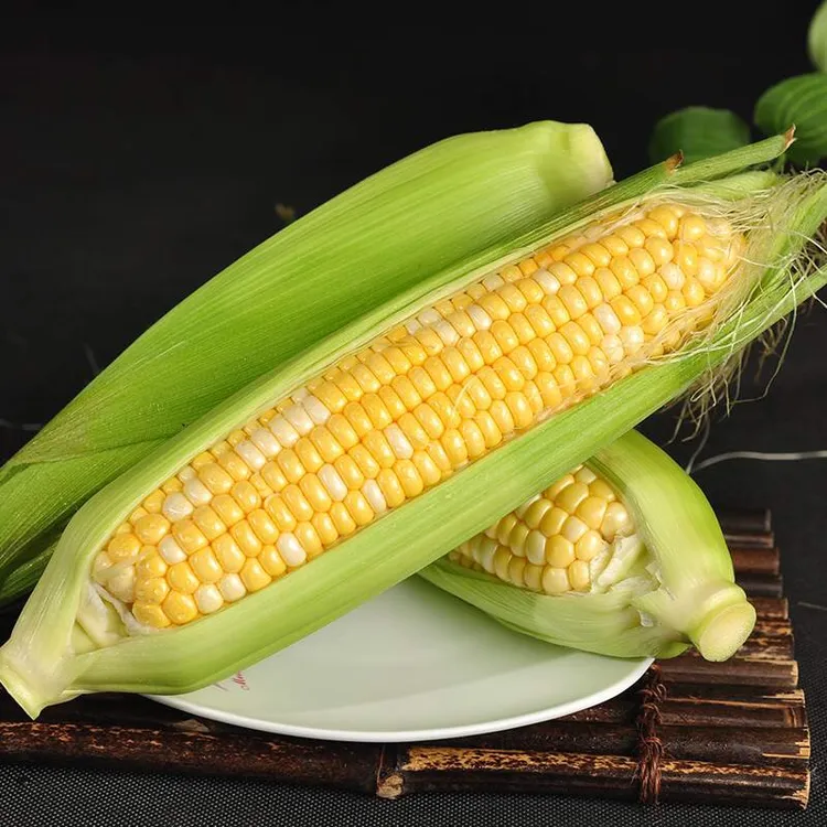 云南金银水果玉米低脂蔬菜新鲜甜玉米棒子苞谷可榨汁即食现摘带皮商品图