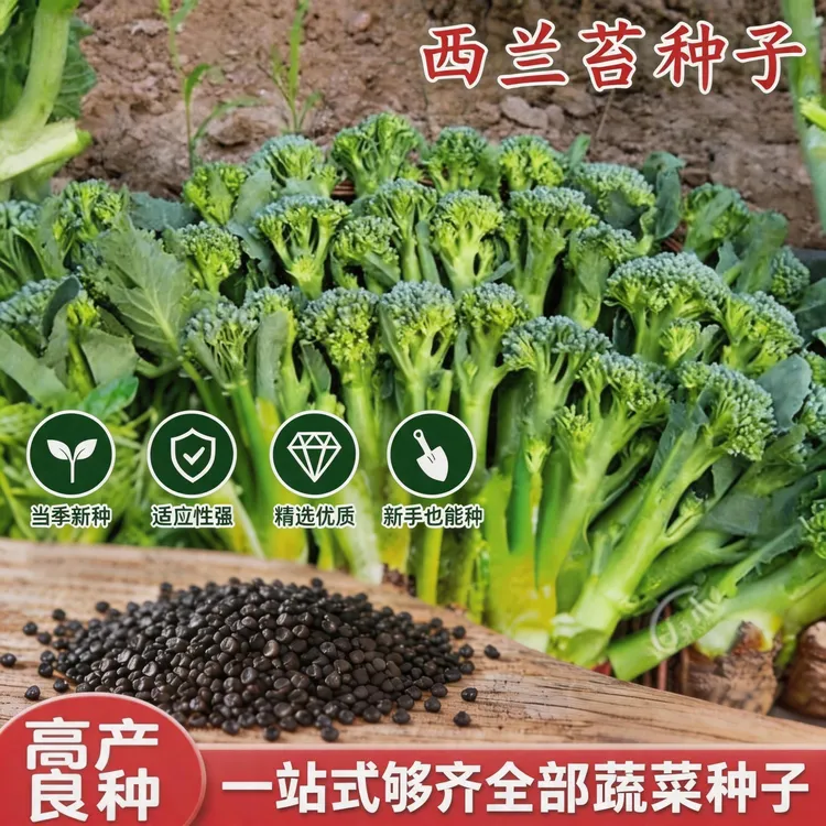 【西兰苔种子】菜苔种子蔬菜种子油菜芯籽四季种植盆栽商品图