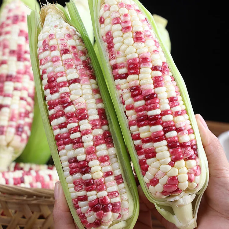 河南花糯玉米新鲜现摘带皮生的软糯香爆浆甜玉米棒子苞谷当季蔬菜