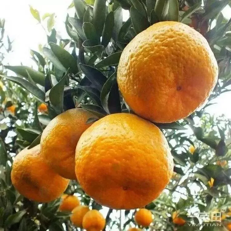 四川屏山椪柑新鲜水果当季薄皮橘子孕妇可食农家种植芦柑椪柑柑橘