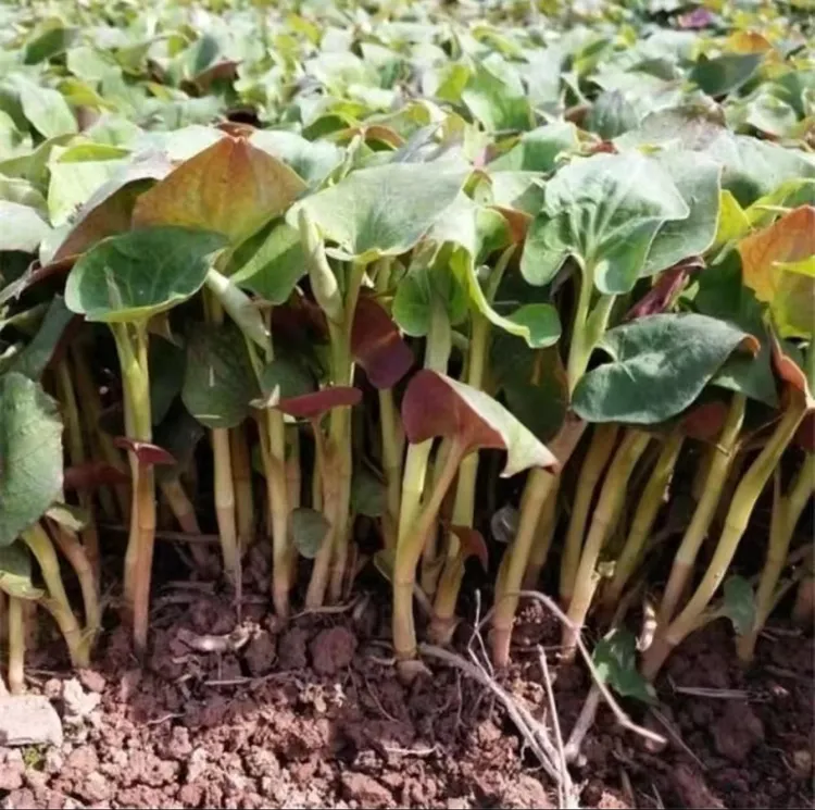 【鱼腥草种子】折耳根种子四季种植种籽盆栽地栽阳台庭院种植