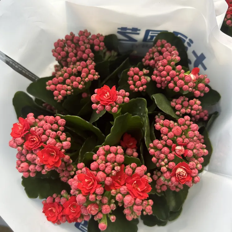 重瓣长寿花室内绿植四季开花带花苞发货