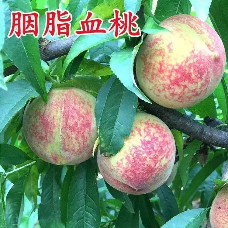 果树苗早熟胭脂红桃树苗 嫁接红肉血桃树苗南方北方种植当年结果