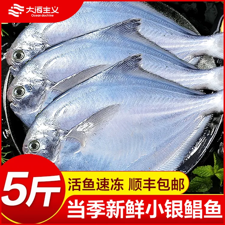 【手5斤】新鲜海捕野生小银鲳鱼新鲜速冻肉质鲜嫩营养美味深海海鱼S