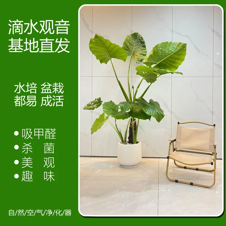 易养活霸王芋大型绿植盆栽可水培土栽适合盆景直播盆景直播间客厅