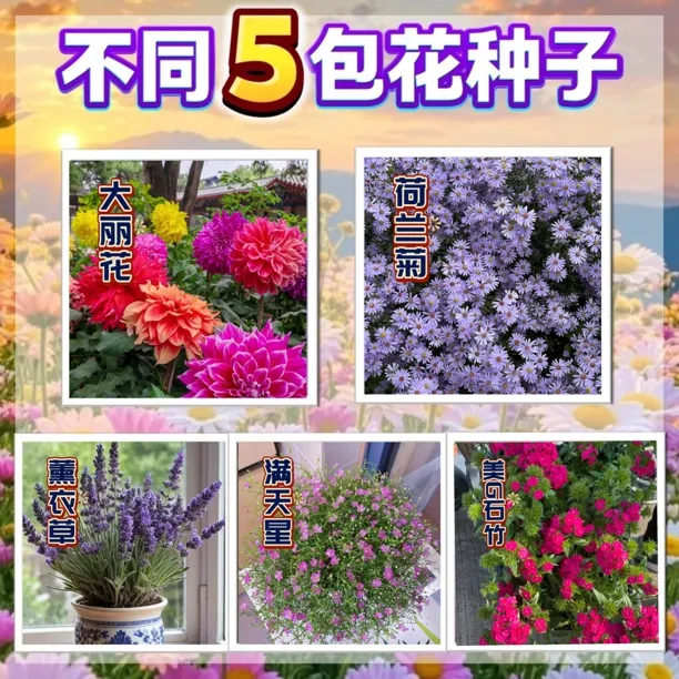 【多年生花种子｜不同5包】大丽花+荷兰菊+薰衣草+满天星+美G石竹等