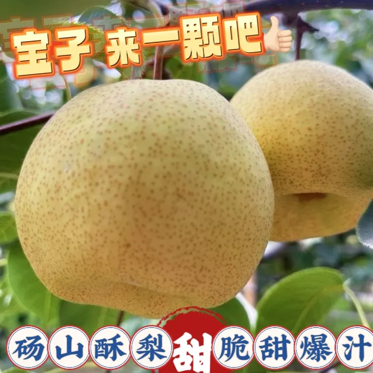 【砀山酥梨】皮薄多汁脆甜无渣新鲜采摘应季水果砀山梨正宗