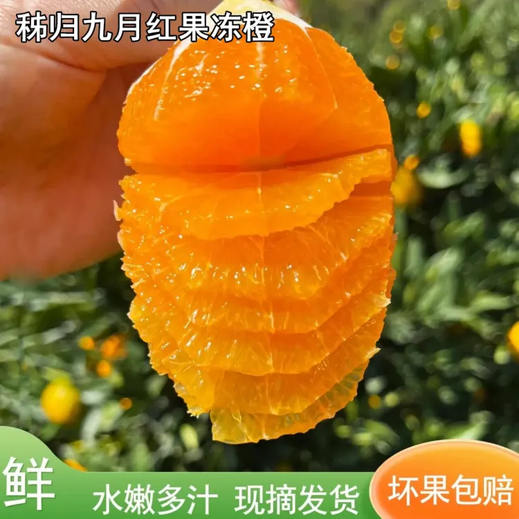 正宗秭归九月红果冻橙现摘新鲜橙子应当季薄皮多汁九分甜脐橙水果
