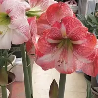 1个大王【24/26】进口球实际偏小朱顶红院艺盆栽花球