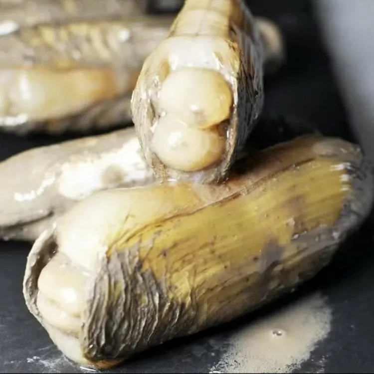 拍3斤发4斤特大号宁德黄蛏【蛏王】带泥发货25-30粒/斤壳内无泥无沙