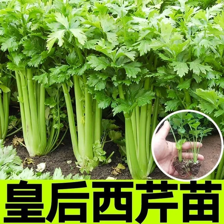 四季香芹菜皇后西芹红芹菜苗实心大芹菜根芹秧苗种子盆栽庭院种植