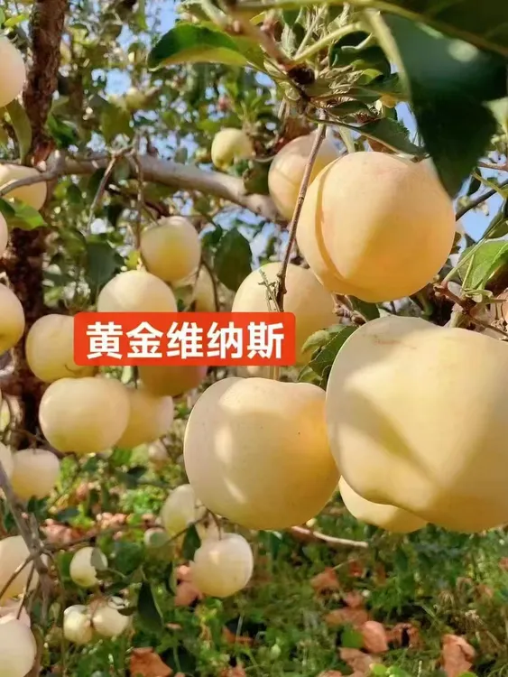 2025新果【王凤台】维纳斯黄金苹果  现摘现发，新鲜脆甜