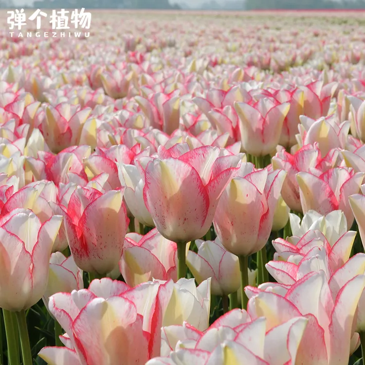 弹个植物进口郁金香种球自然球荷兰球水培土培种子盆栽地栽