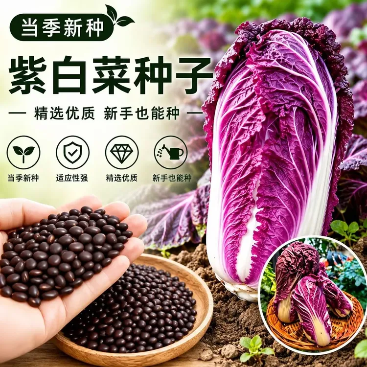 【紫白菜种子】紫白菜种子四季播种 庭院田地种植 农家蔬菜商品图