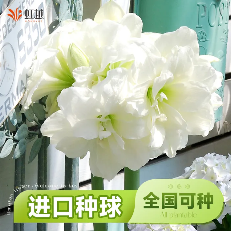 虹越特惠 |进口朱顶红阿弗雷南非朱顶红 当年开花种球全国适种