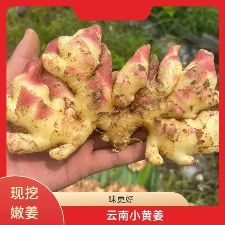 【生姜带箱5斤】现挖鲜嫩小黄姜新鲜生姜嫩姜子姜非云南小黄姜3斤起