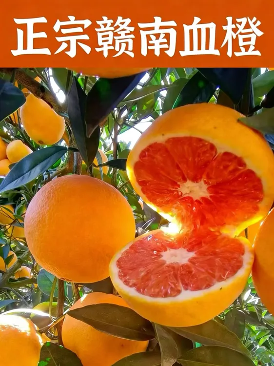 赣南血橙，现采现发，9分甜一分酸，水嫩多汁，皮薄肉多，晶莹剔透