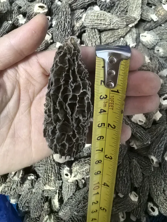 (8~10cm)特级羊肚菌 煲汤 炒菜凉拌火锅食材 营养美味 下单送红枣