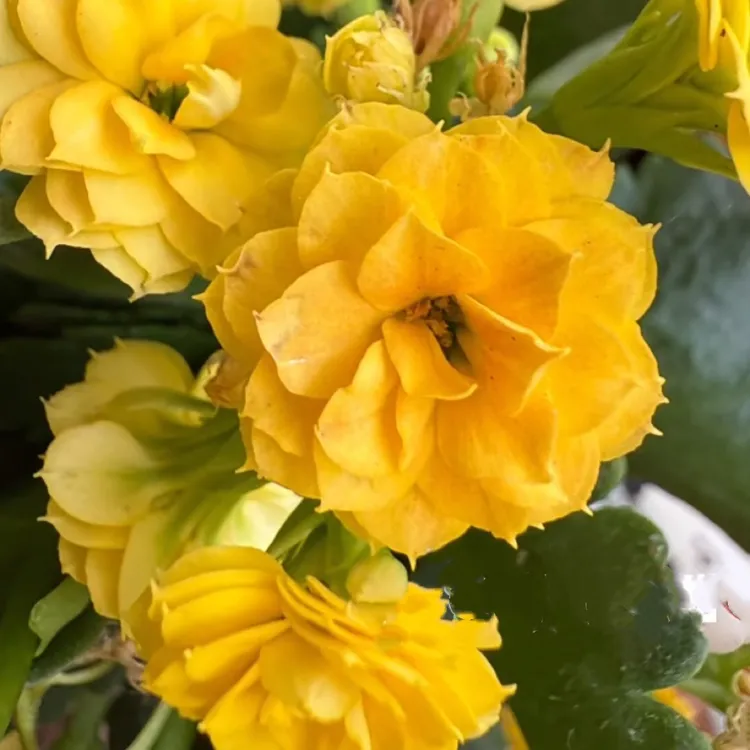 【姚黄长寿花】110盆 长寿 稀有黄色大花品种 基地直发