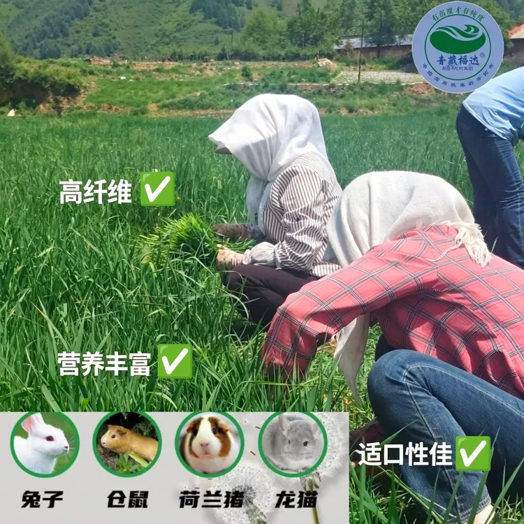 青藏福达新草晒干扎稇头茬提摩西草磨牙兔子龙猫荷兰猪主食