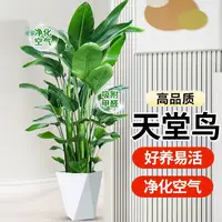 【亏米冲量】天堂鸟90-100cm室内客厅大型绿植净化空气送菱形盆 