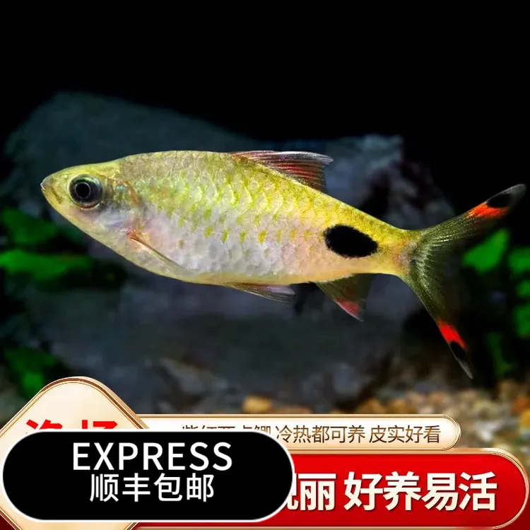 紫红两点鲫热带观赏鱼淡水草缸小型鱼群游活体鱼苗