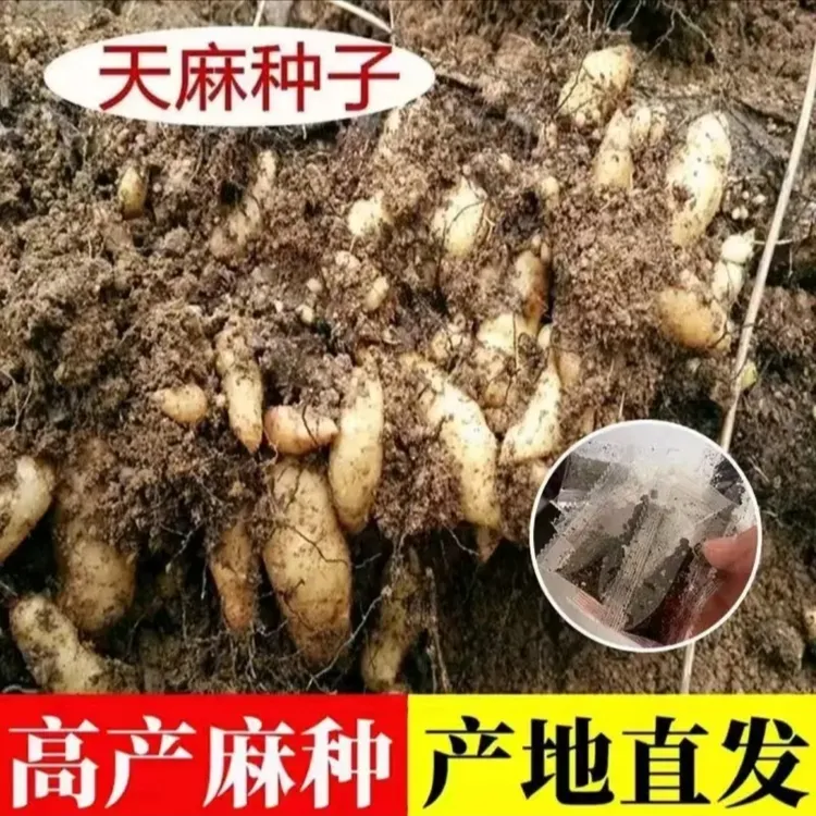 F【天麻种子】家庭阳台小院盆栽地栽四季可种易栽易活商品图
