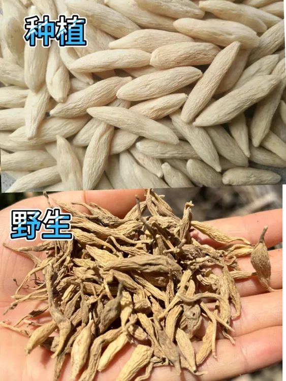 高山野生麦冬泡水喝
