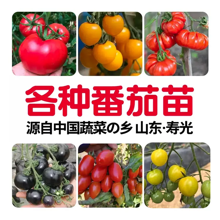 寿光各种番茄秧苗种子大全西红柿千禧圣女果带土盆栽阳台四季蔬菜