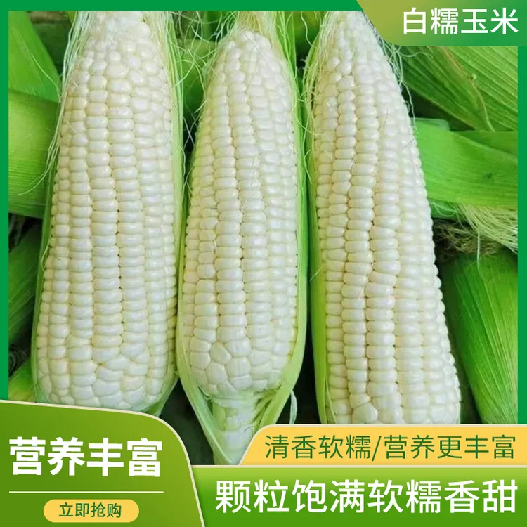 【邮政特快包邮】现摘带壳白糯玉米新鲜软糯香甜农家鲜食甜黏玉米