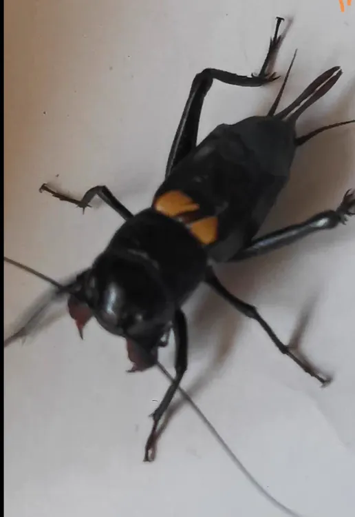 双斑斗蟀，2克以上，善斗爱叫，不包运费到付，十只价，十只包邮。