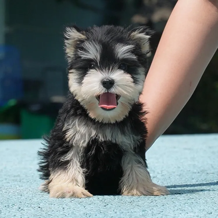 0609拍摄1号雪纳瑞幼犬小狗弟弟6.15