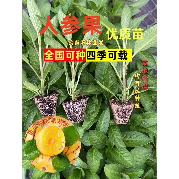 水果正宗人参果苗批发高产果树石林果苗云南新品种人生果苗绿植