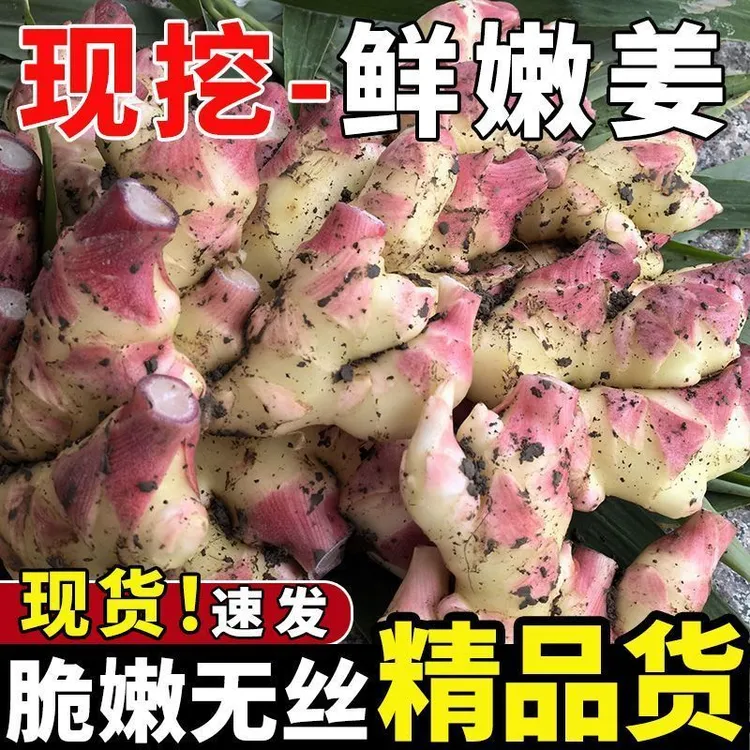 现挖现发新鲜小黄姜农户种植放心拍5斤装