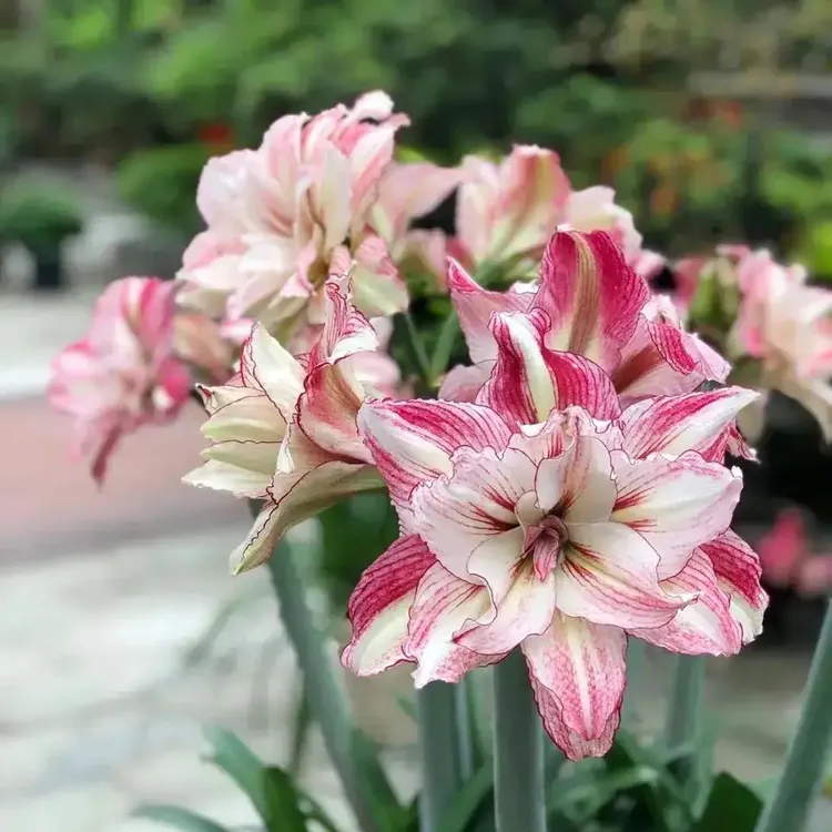 朱顶红种球植物澳朱台朱越南朱荷兰朱顶红小苗带盆土发货包对版