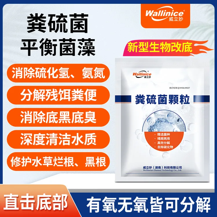 粪硫菌新型生物改底净水产养殖塘口除臭分解有机质硫化氢