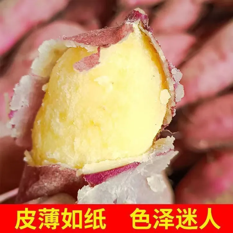 红薯苗板栗黄心鸡蛋苕面苕地瓜番薯原种脱毒苗白色