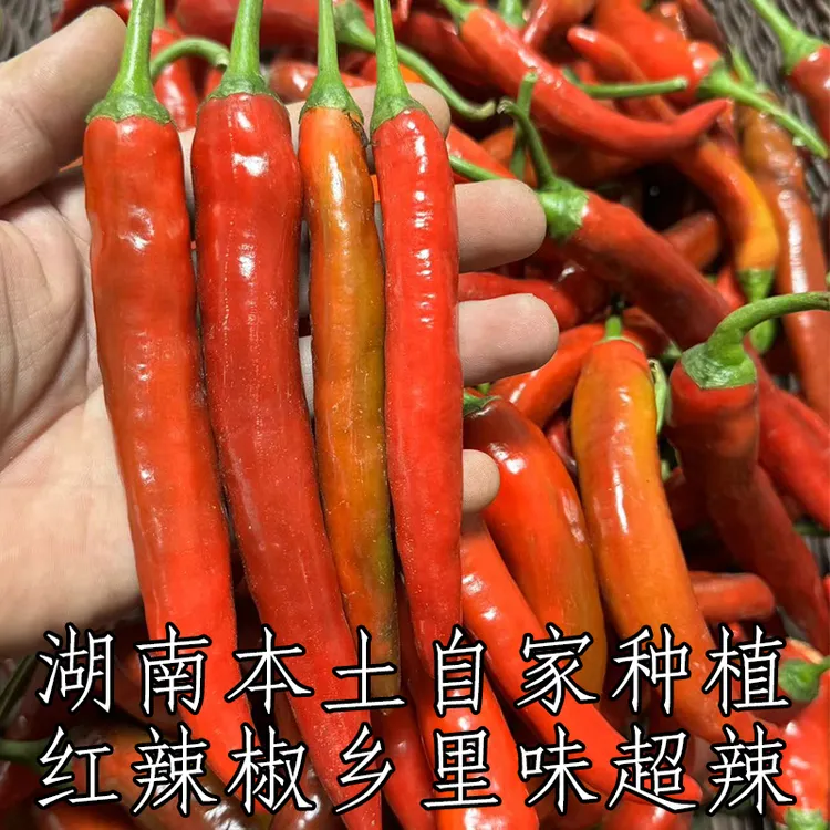 湖南本土红辣椒中特辣现摘现发笨尖椒皮薄(自然成熟可做泡椒剁椒)