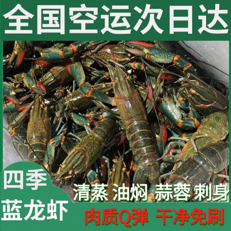 5斤装，三两以上特大蓝龙虾顺丰空运，24小时到货