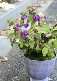 [紫气东来紫珠] 14cm盆 带果多年生耐寒阳台庭院观果植物盆栽