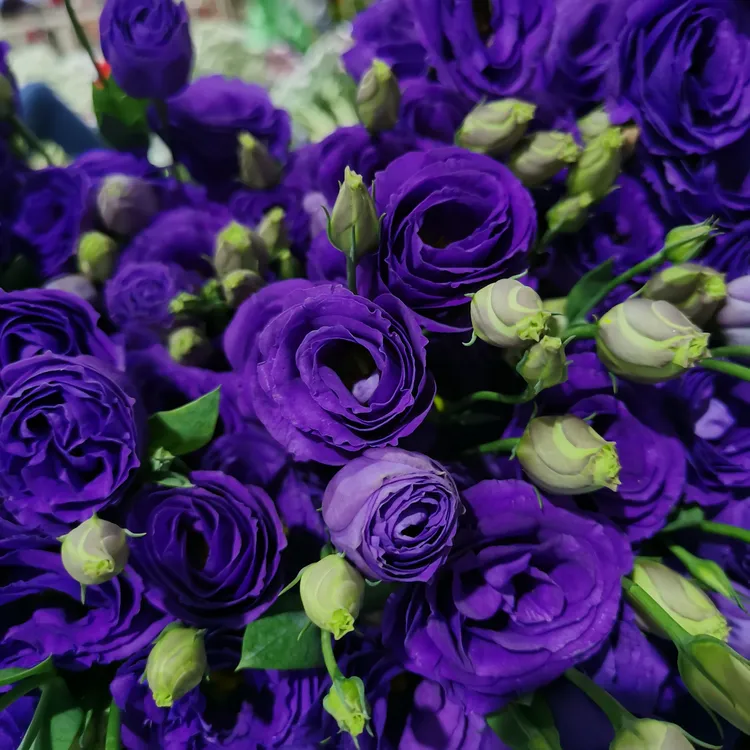 紫色洋桔梗配黄莺鲜花束高品质花期长家居插花礼物鲜花花束花语