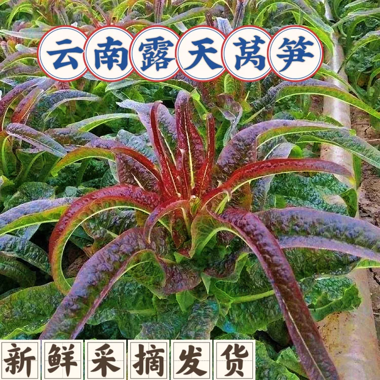 云南高山莴笋红尖叶浓香莴笋紫红莴笋四季露天种植8斤5斤新鲜发货