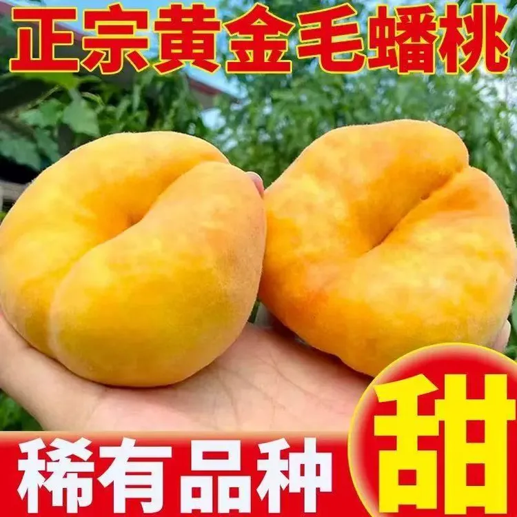 蒙阴黄毛蟠桃新鲜现摘蟠桃当季水果黄桃脆甜应季桃子整箱夏日尝鲜